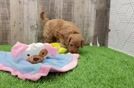 Meet Fergie - our Cavapoo Puppy Video