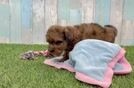Havapoo Puppy for Adoption