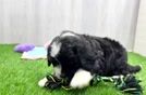 Funny Mini Bernedoodle Poodle Mix Pup