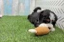 Adorable Mini Bernese Poodle Poodle Mix Puppy