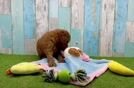 Meet Archer - our Mini Goldendoodle Puppy Video