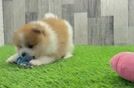 Little Pomeranian Baby