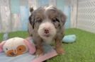 Mini Bernedoodle Puppy for Adoption