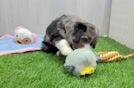 Mini Bernedoodle Puppy for Adoption