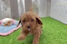 Adorable Cavalier King Charles Spaniel and Poodle Mix Poodle Mix Puppy