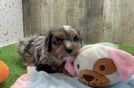 Cute Cavapoo Baby