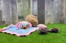 Maltipoo Puppy for Adoption