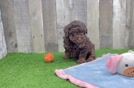 Playful Labrapoo Poodle Mix Puppy