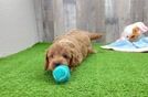 Energetic Cavoodle Poodle Mix Puppy