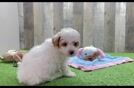 Small Poodle Purebred Pup