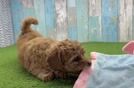 Cavapoo Puppy for Adoption