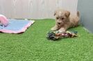 Best Maltipoo Baby