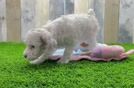 Small Poodle Purebred Pup