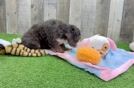 Mini Bernedoodle Pup Being Cute