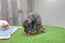 Energetic Aussie Poo Poodle Mix Puppy