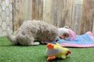 Sweet Maltipoo Baby