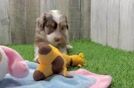 Happy Mini Aussiedoodle Baby