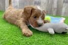 Popular Cavapoo Poodle Mix Pup