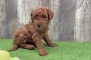 Mini Goldendoodle Pup Being Cute