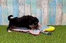 Meet Panerai - our Mini Aussiedoodle Puppy Video