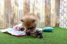 Pomeranian Pup Being Cute