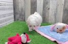 Playful Maltese Poodle Poodle Mix Puppy