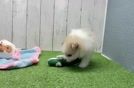 Sweet Deutscher Spitz Purebred Puppy