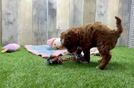 Cute Cavapoo Baby