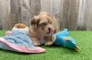 Best Shih Poo Baby