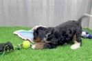 Mini Bernedoodle Pup Being Cute