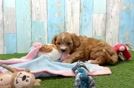 Cavapoo Puppy for Adoption