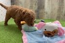 Little Mini Goldenpoo Poodle Mix Puppy