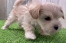 Popular Maltipoo Poodle Mix Pup