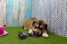 Mini Huskydoodle Pup Being Cute