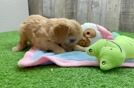 Cavapoo Puppy for Adoption