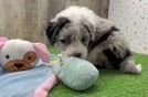 Hypoallergenic Sheep a Poo Poodle Mix Puppy