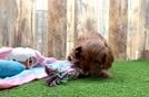 Best Cavapoo Baby