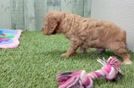 Meet Nashville - our Cavapoo Puppy Video