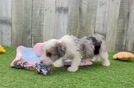 Energetic Aussie Poo Poodle Mix Puppy