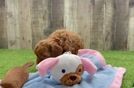 Hypoallergenic Mini Goldiepoo Poodle Mix Puppy