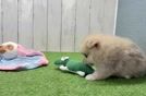 Cute Pom Purebred Puppy
