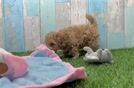Energetic Moodle Poodle Mix Puppy