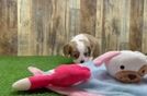 Cavalier King Charles Spaniel Puppy for Adoption