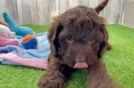 Playful Cocker Doodle Poodle Mix Puppy