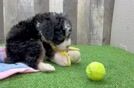 Playful Mini Bernadoodle Poodle Mix Puppy