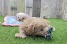 Best Maltipoo Baby