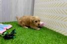 Petite Mini Goldendoodle Poodle Mix Pup