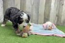 Happy Mini Bernedoodle Baby