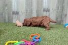 Funny Cavapoo Poodle Mix Pup