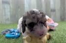 Poodle Pup Being Cute
